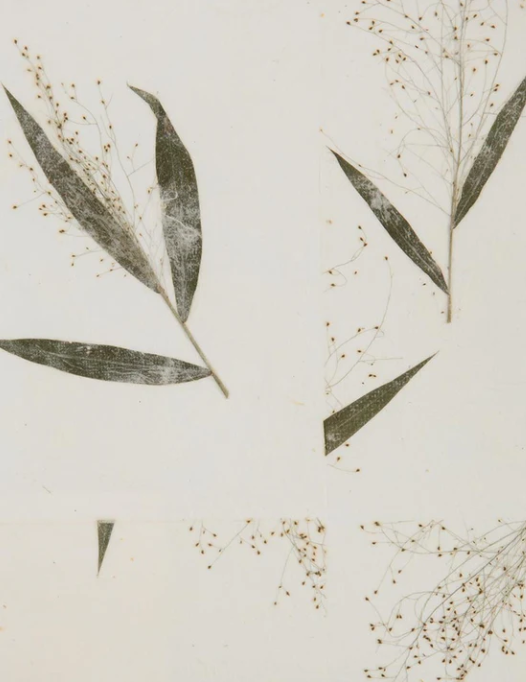 Elizabeth Dow — Wallcovering Collection